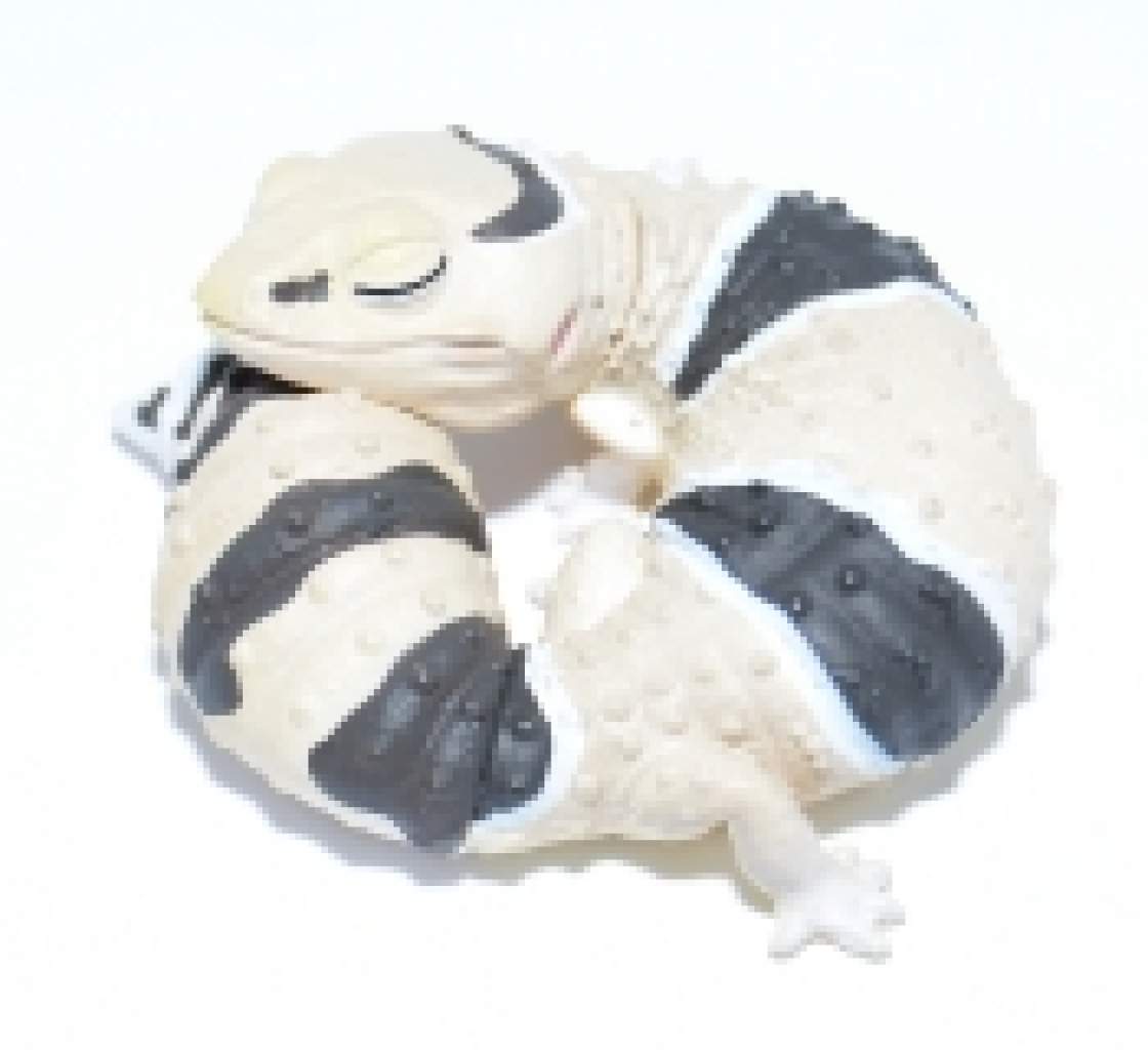 Japanfigur Hemitheconyx caudicinctus